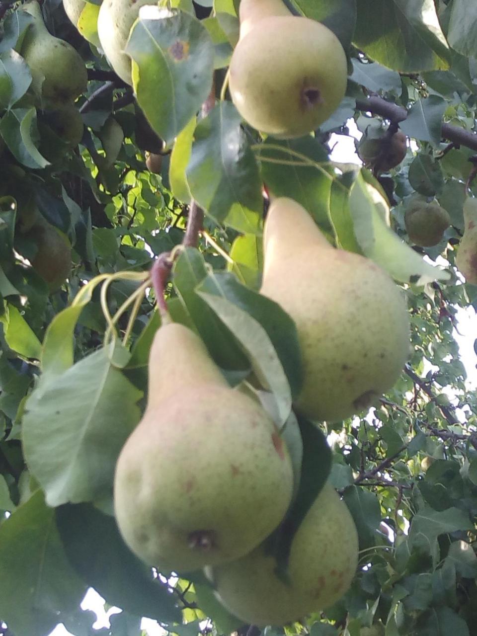 Appartamento Frantiskov 17 Rokytnice nad Jizerou Esterno foto